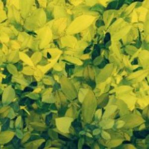 Meet your Posher, Chiara